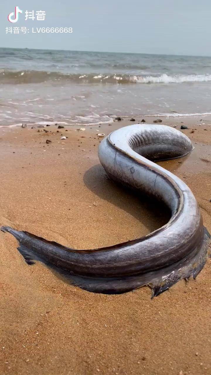 赶海赶海 这是海蟒蛇吗