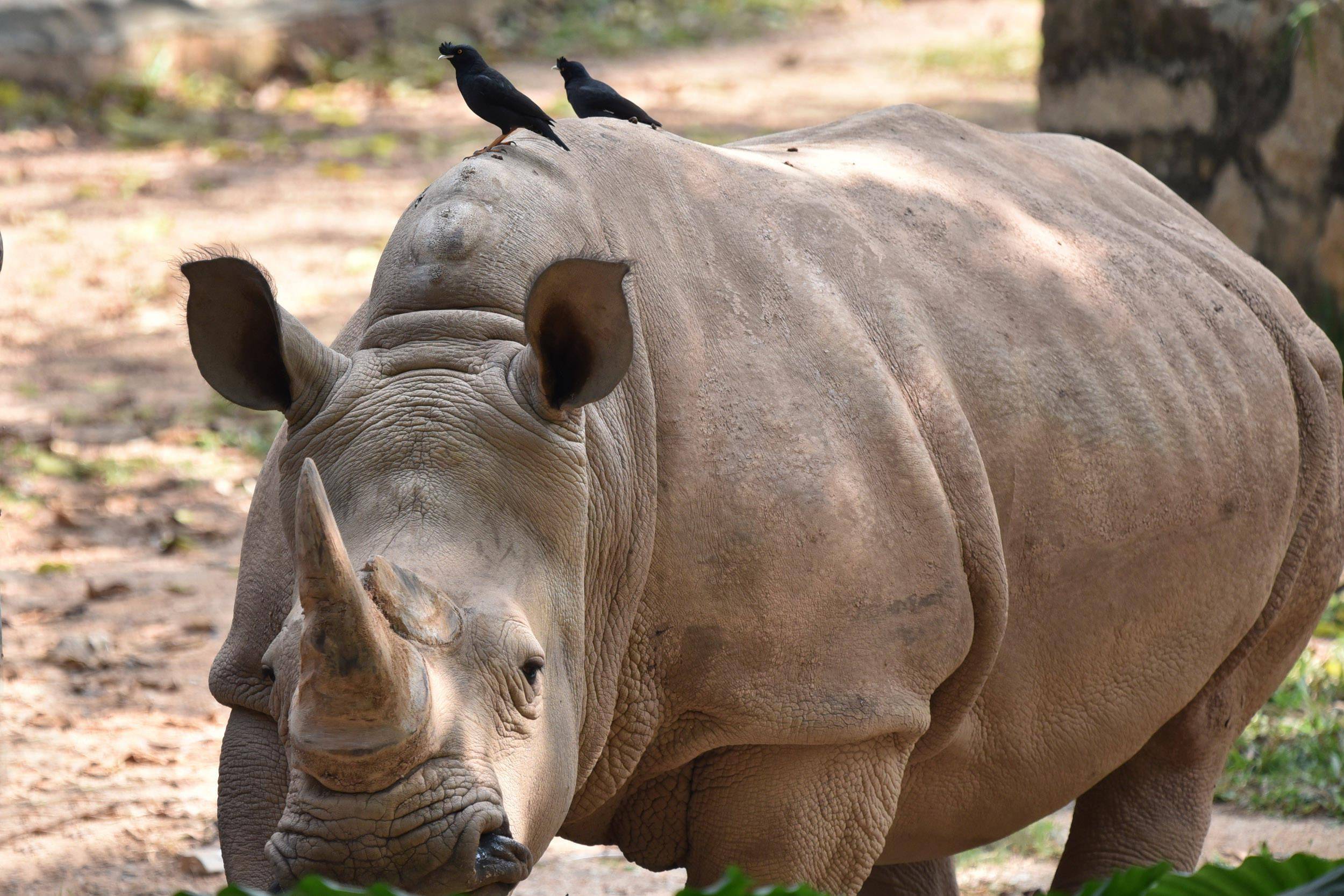 深圳野生动物园犀牛与八哥演绎跨物种的友谊