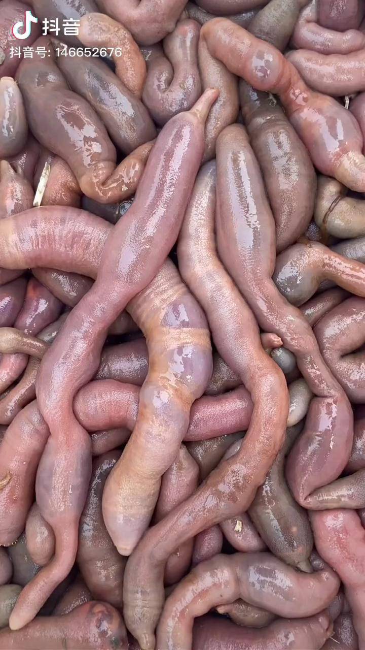 夏家河海肠赶海 欢迎加入我们的赶海群 舌尖上的美食 天然味精 海肠