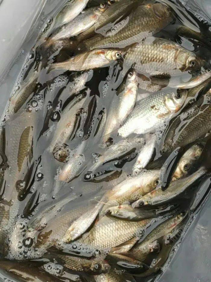 东北野钓之辗转塘坝又回大方里鱼获还