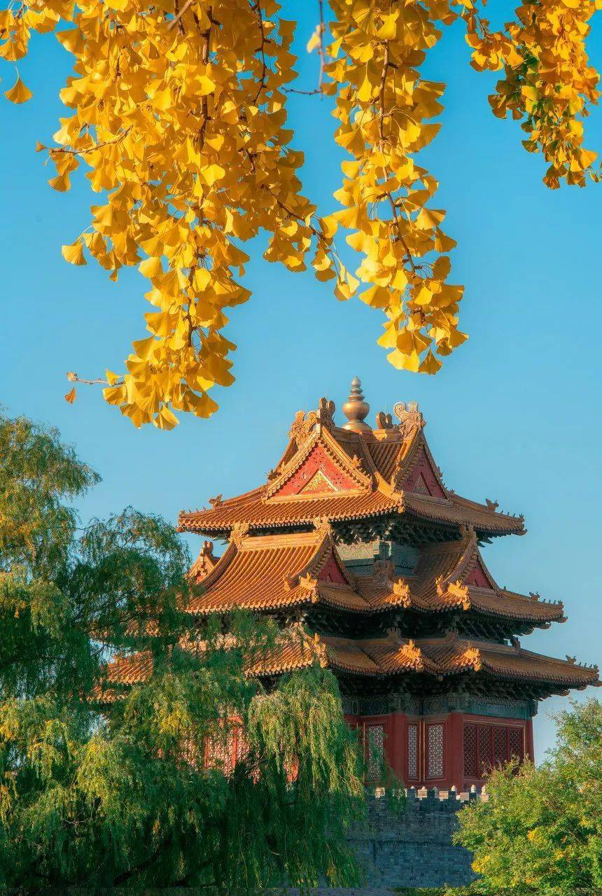 、弘义阁和慈宁宫花园等地附近多株古老的银杏树树叶已是金灿灿的黄色。-end-「如果觉得好看，欢迎点一