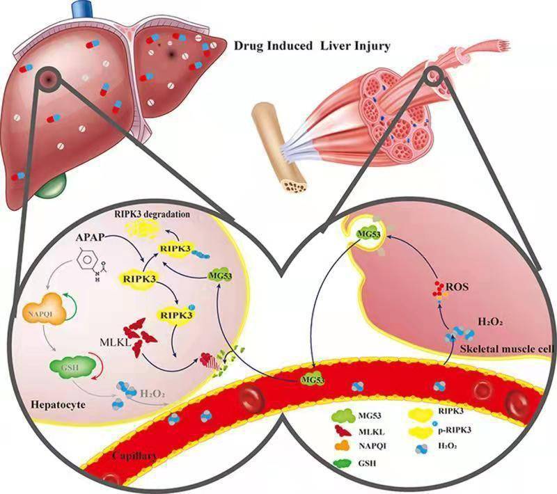 药物性|中美科学家联合破解药物性肝损伤难题
