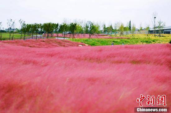 金湖|湖北枝江现粉红花海 场景壮观美如画