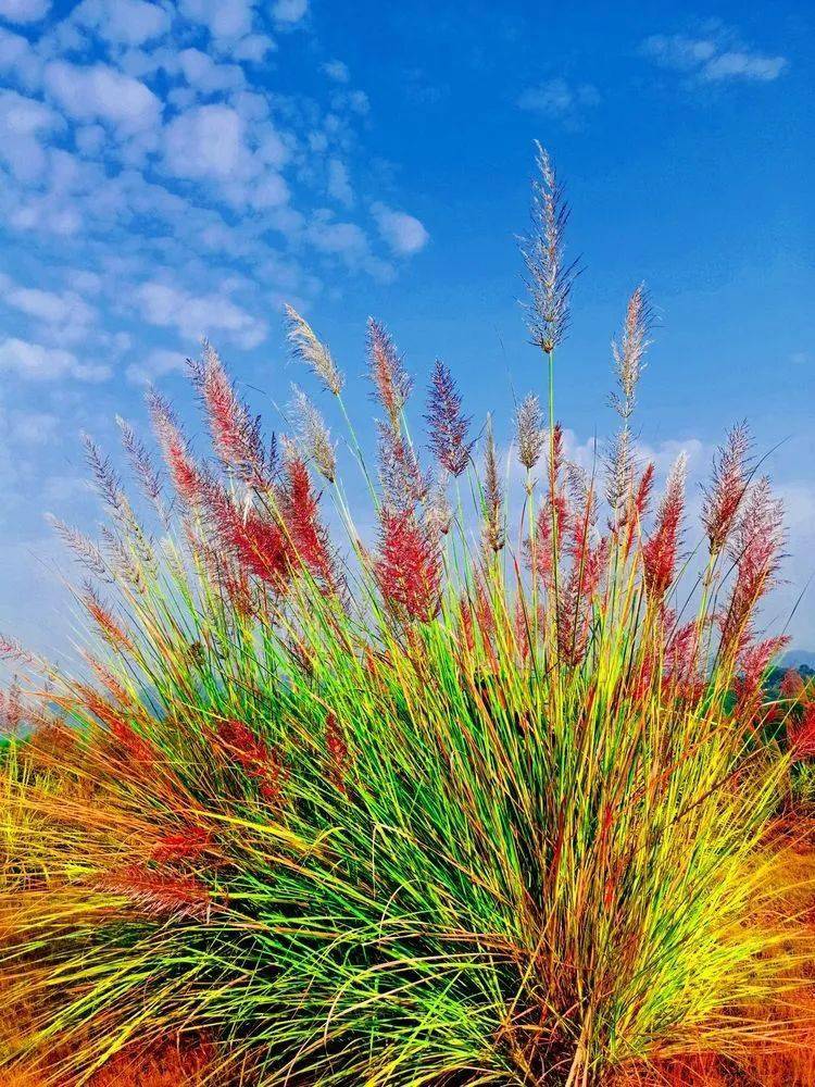 周末登高赏秋 · 沅陵神天坪的那些红色茅花