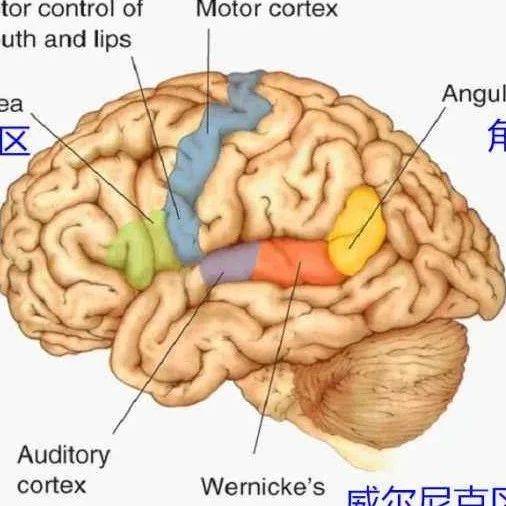 超清版:颞叶 解剖、血供及影像_动脉