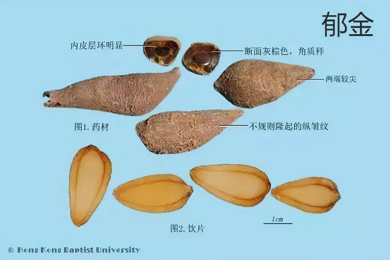 每天学习一味中药——郁金