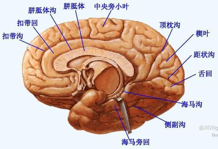 超清版:颞叶67解剖,血供及影像