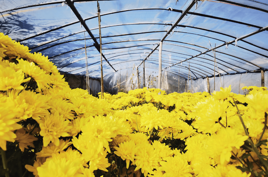大兴庄镇迎来菊花美食文化季 活动持续至12月