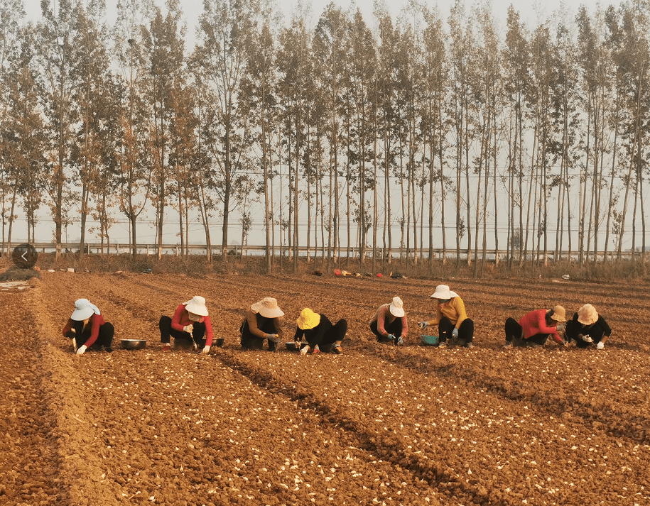 田间地头人涌动记者现场直击济南商河大蒜播种有了蒜头日子也就有了