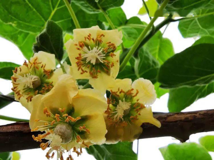 猕猴桃花初开时为乳白色,渐渐的会变成淡黄色,有淡淡的香气.