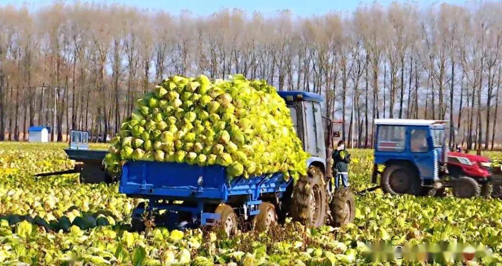 黑龙江齐齐哈尔一熟变两熟白菜喜获丰收