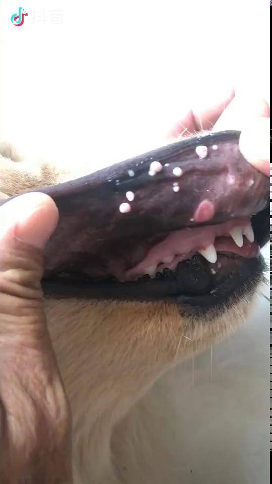 狗狗嘴上长菜花瘤图片图片