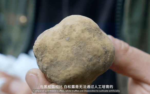 阿尔巴高级料理涂脸上!这体验也太棒了