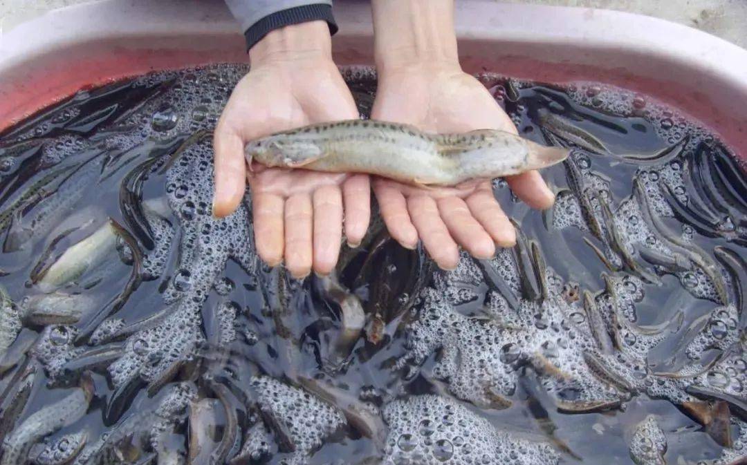 泥鳅党为何被人人喊打原来这种钓法真的可以清塘清库清湖