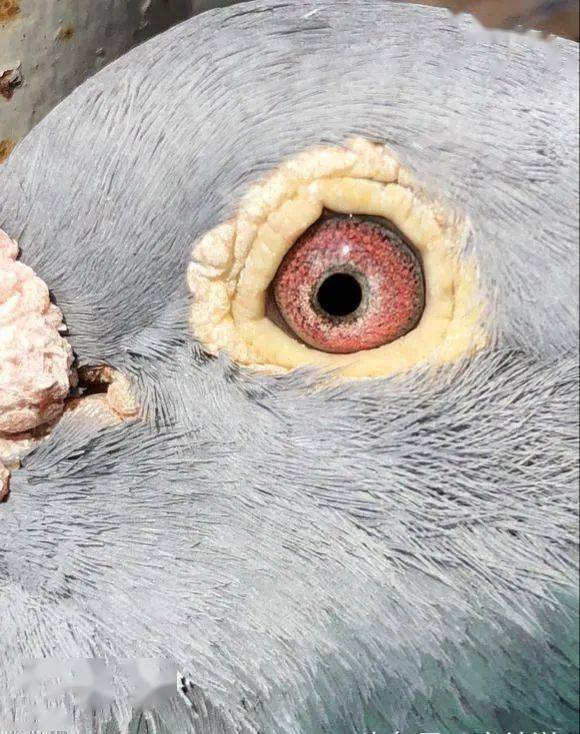 图集千公里超远程赛鸽鸽眼欣赏哪一羽是你最喜欢的