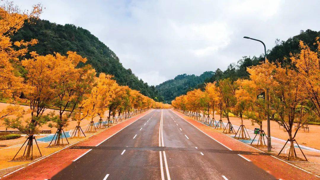 【约起来】都匀这条新黄金大道进入最佳观赏期_秋雨