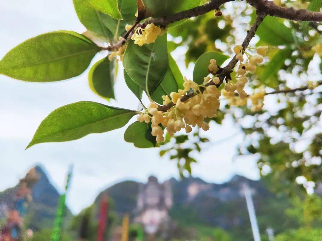 桂花正好,秋意无边,桂林千古情景区邀你邂逅秋日桂香!