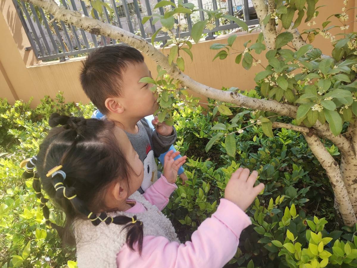 东阳市南马中心幼儿园：与桂花的美丽邂逅
