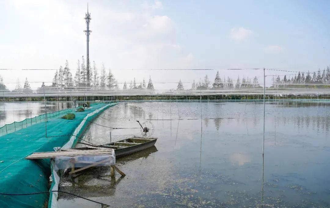 此外,惠康合作社今年還專門針對鳥害,安裝了標準化防鳥網,確保產量不