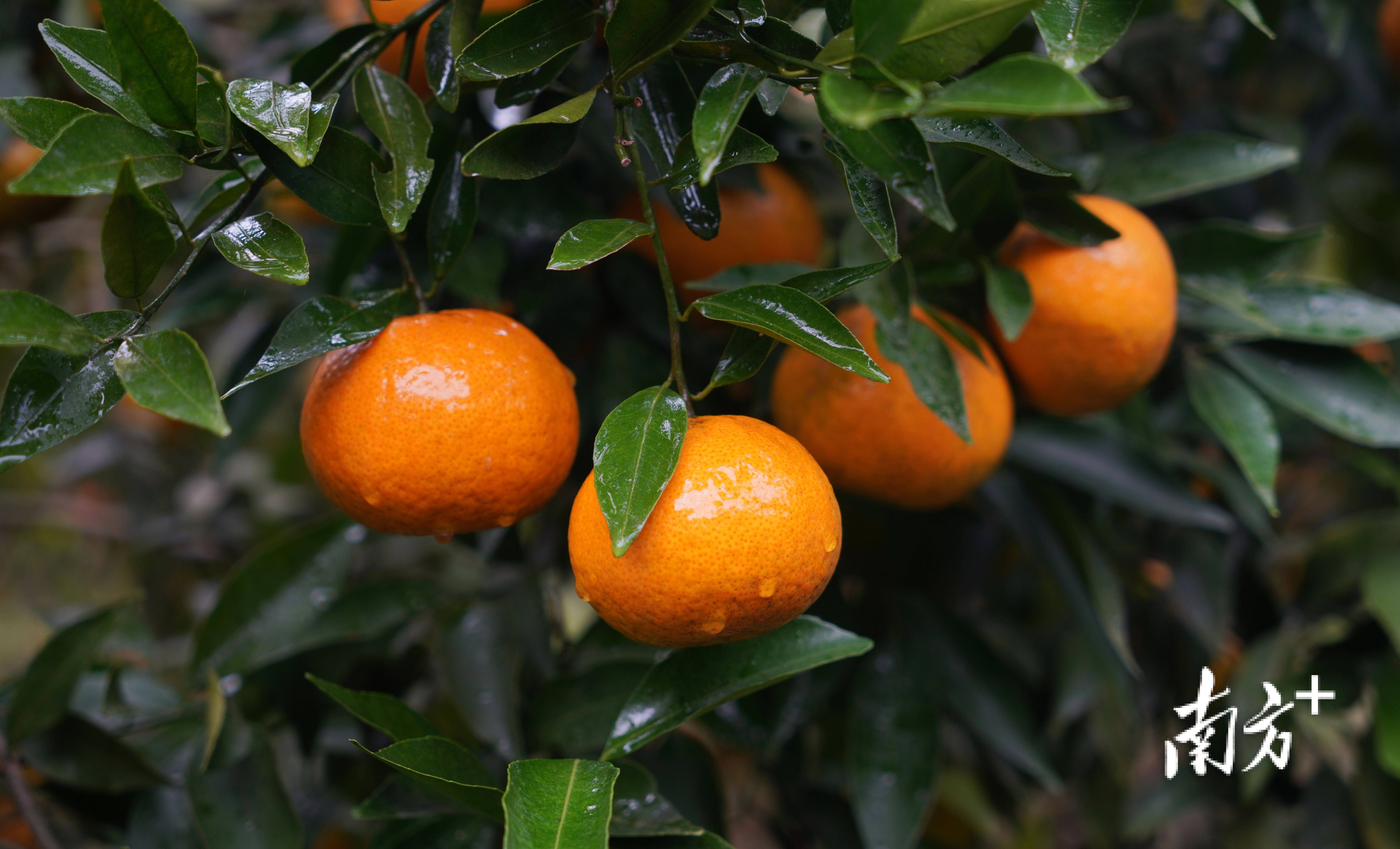 "今年不一样,茶枝柑的价格大涨,收购价每公斤6—8元,达到当地历史最高