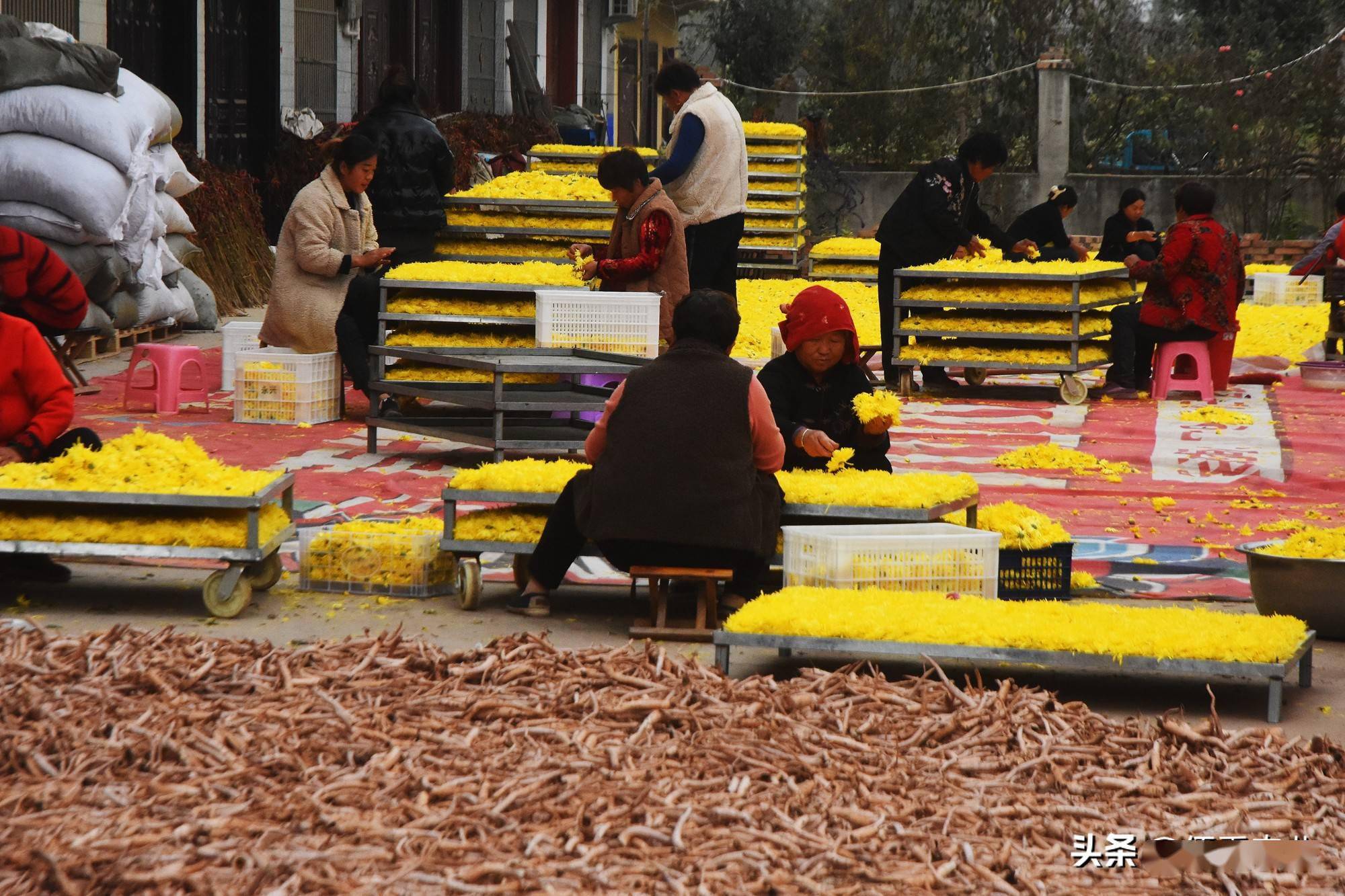 金丝皇菊品牌排行_江西“修水金丝皇菊”地理标志入选全国第一批运用促进指导名录