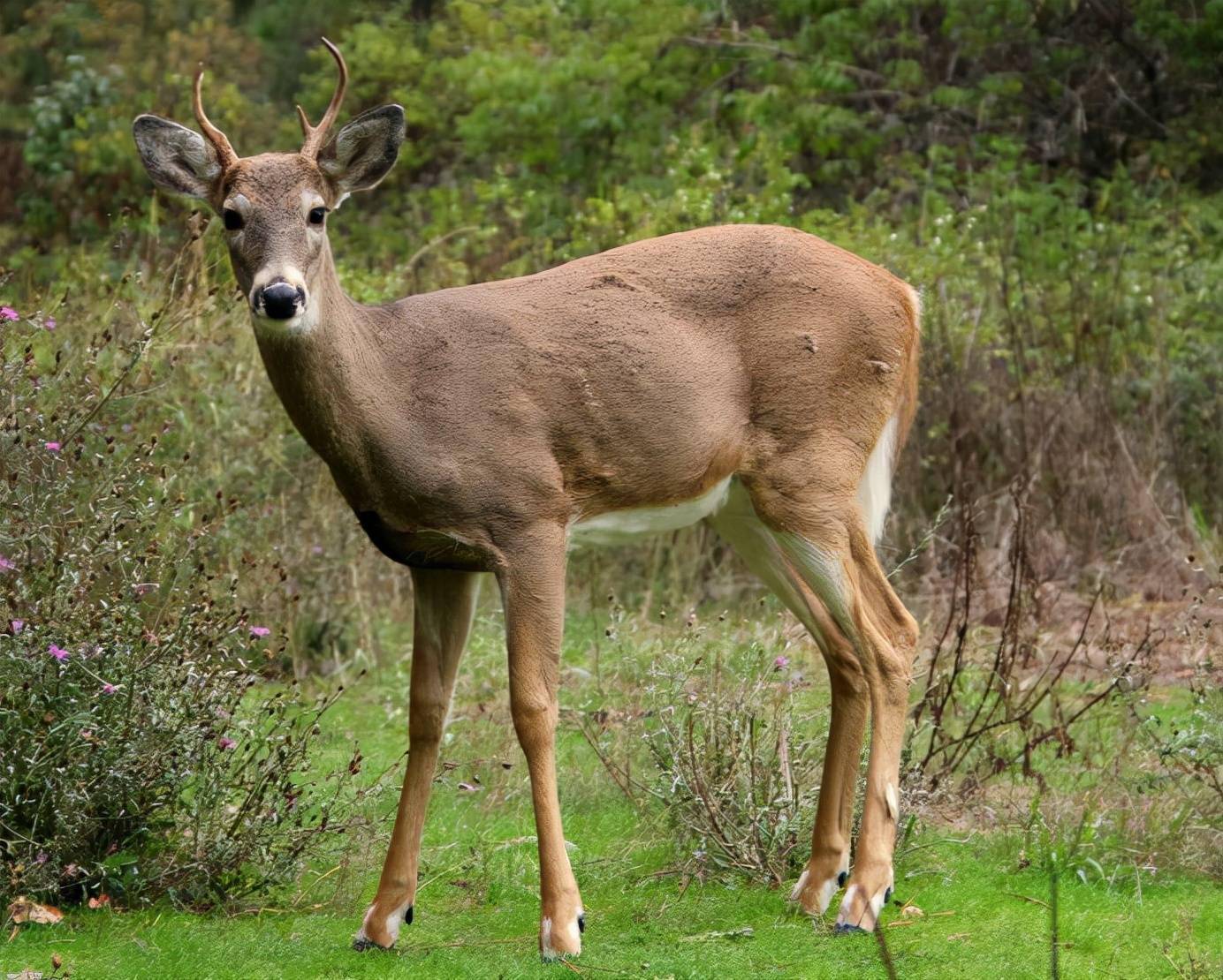 数百只白尾鹿感染新冠,一名俄外交官突然死亡_俄罗斯