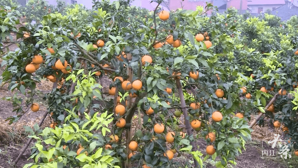 玩转内江 | 快去摘果子！内江这里的柑橘又大又甜