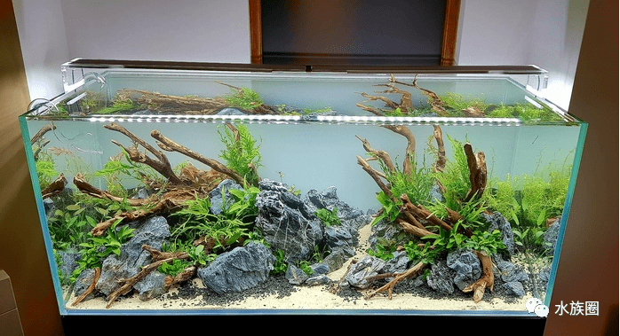 一个简单清爽的青龙石杜鹃根草缸!_造景