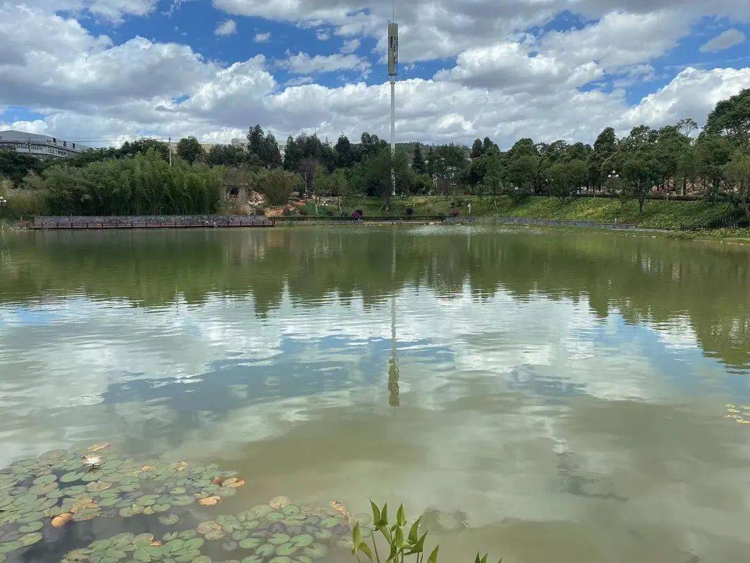 西南林业大学,竟是如此藏龙卧虎!