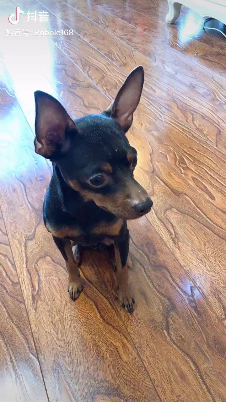 敢做敢当诚实做狗明狗不说暗话我还想吃罐头来着就是没打开