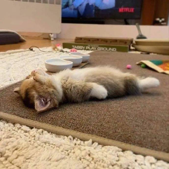 躺在地上的小奶猫好想吸一口