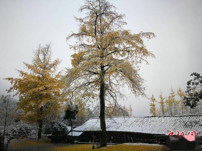 枫叶|四川什邡迎来入冬第一场雪 一片银装素裹