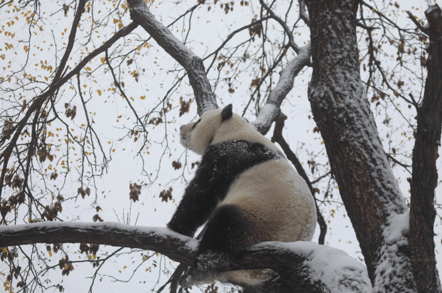 饮食|初雪光临北京动物园，它们也出门赏雪了……