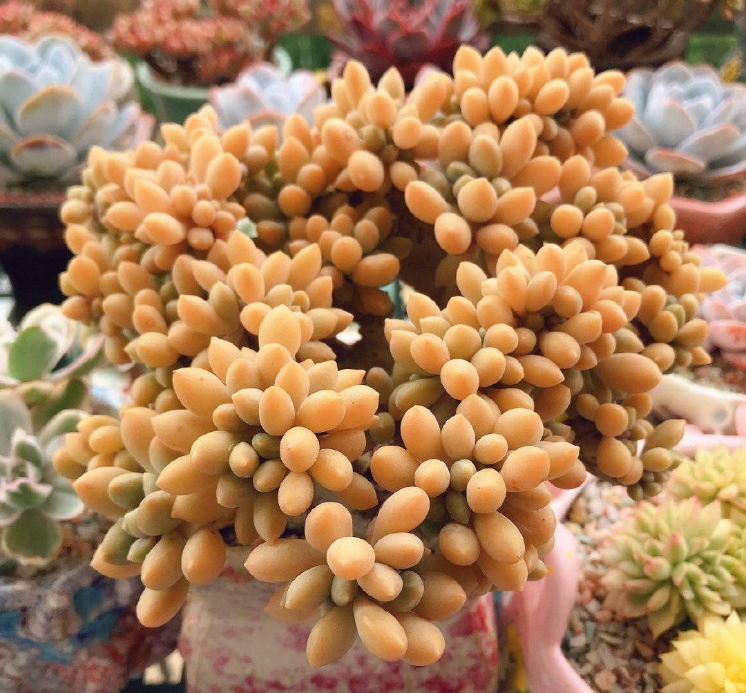 养多肉植物,记住这2点,轻松养出色彩艳丽,枝叶饱满的漂亮老桩