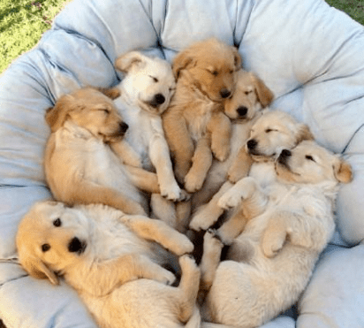 父母原本不同意养狗小伙偷偷抱回一只金毛第二天一看主人乐了