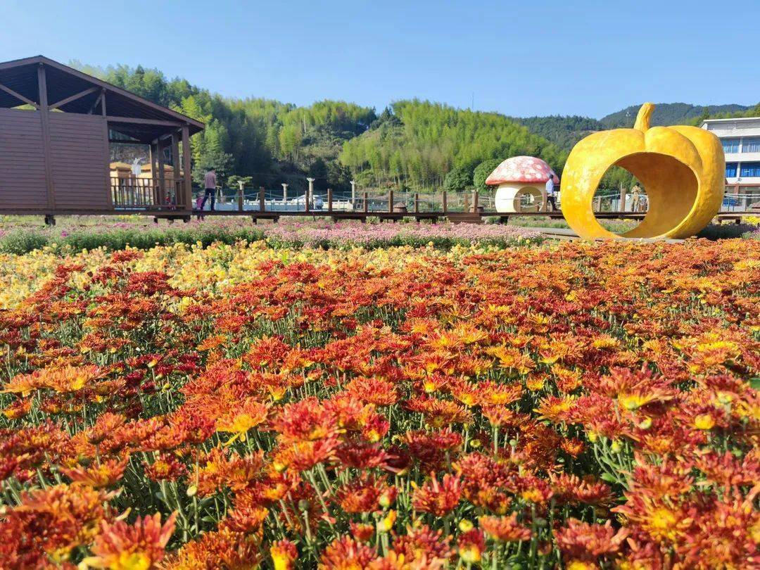 等菊花采摘後,就會製成菊花茶等產品大家去「山友農產品超市」購買哦