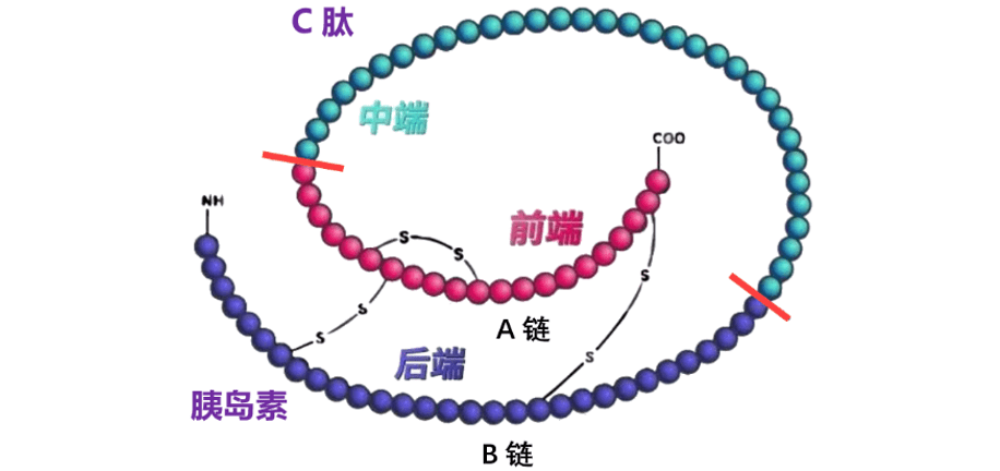 關於糖尿病緩解,你需要知道這5點!_胰島素