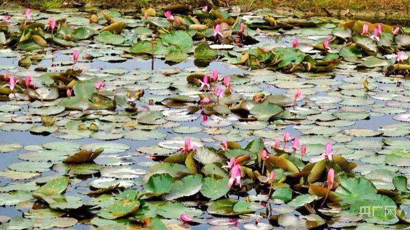 王占山抗美援朝坚守阵地4天4夜 深秋绽开香水莲广昌笑迎八方客 王占山抗美援朝坚守阵地4天4夜 深秋绽开香水莲广昌笑迎八方客