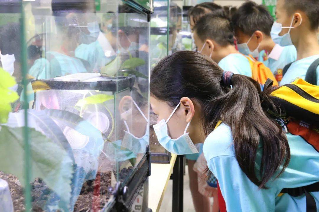 世界上最大的竹节虫长什么样 信息时报小记者带你探秘昆虫世界 螳螂