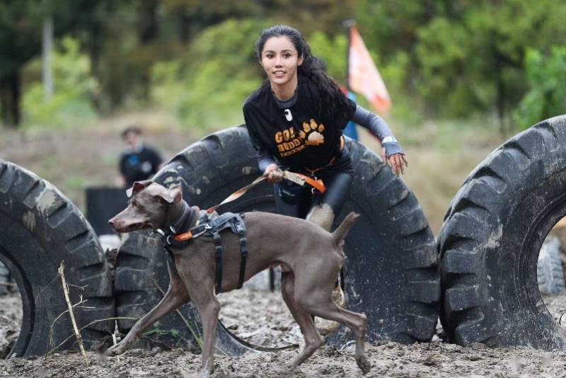 狗巴迪勇士赛登陆上海人犬组合共同挑战障碍赛