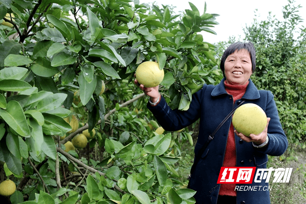 乡村|邵东市灵官殿镇：“红+绿”赋能乡村振兴