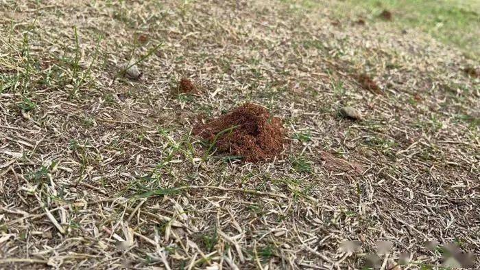 6,密密麻麻蚂蚁洞@网友"李威廉 ":肯德基里面竟然还有蛆?