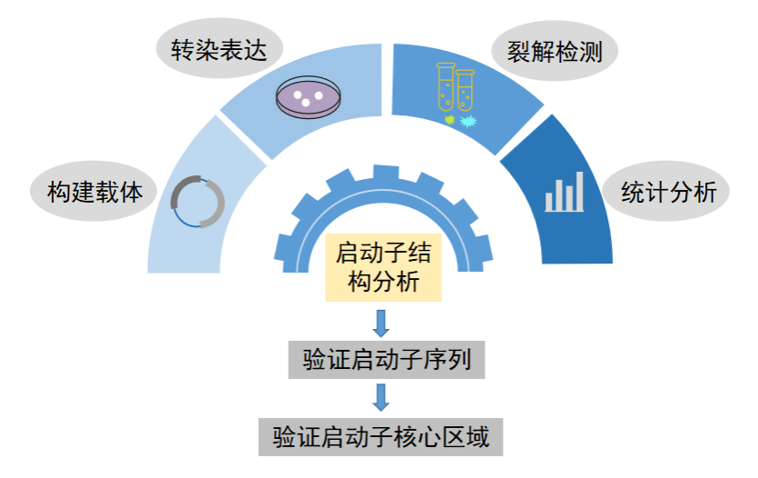 可能原因及解決方案如下: 可能原因 解決方案 轉染效率與表達效率低