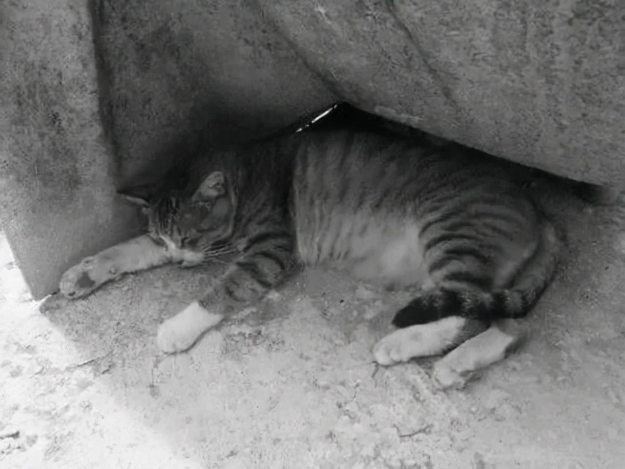 动物们临死前的特殊行为各有不同,猫咪则是离家出走或者藏起来.