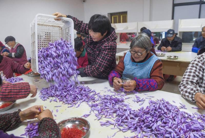 建德市|图集：西红花之乡迎丰收，头期花丝价比黄金，每公斤达三万元