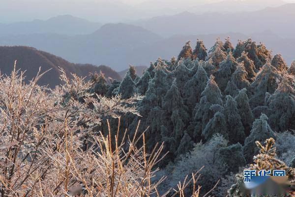 霍山县|玉树琼花大别山