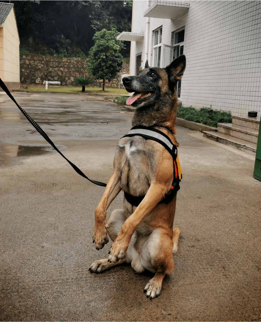 活动回顾|狮子会员参观杭州消防搜救犬基地,零距离接触搜救"汪汪队"