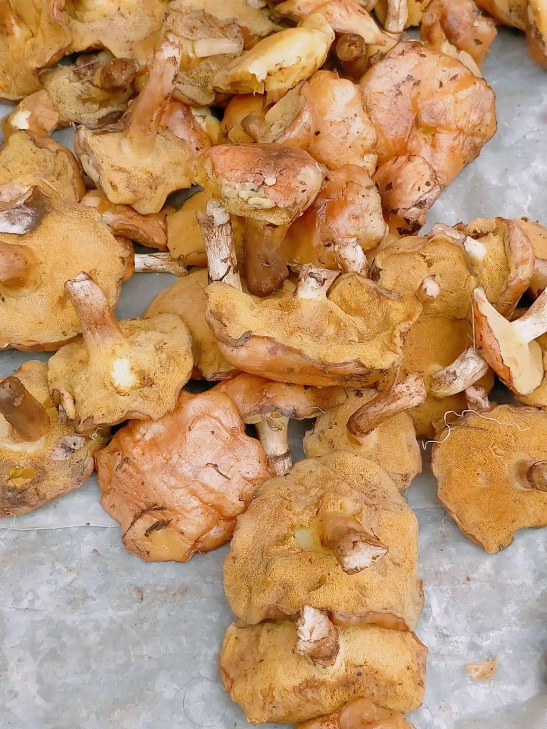湘西网友发帖吐槽剥皮菌不好吃里面全都是蛆太恶心了