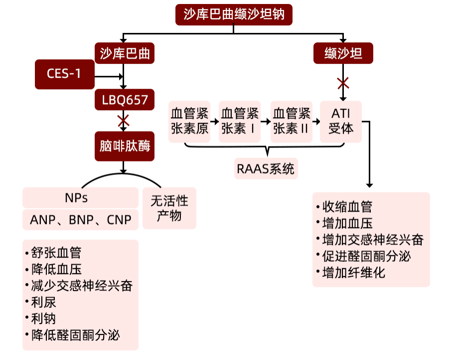 图 4 沙库巴曲缬沙坦钠的作用机制[8]目前,沙库巴曲缬沙坦钠关于老年