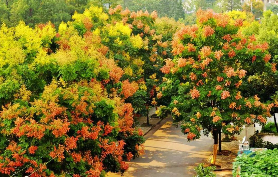 渭南市市树市花预选品种推荐本期带你认识栾树和菊花